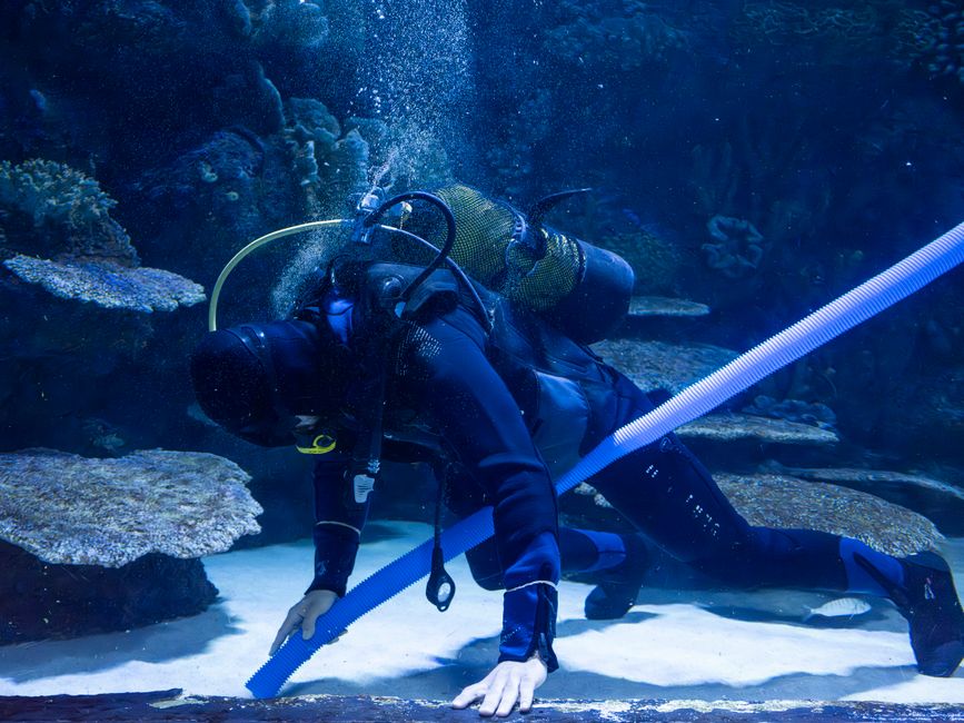 A diver in scuba gear performs maintenance in a public aquarium, ensuring a clean environment.