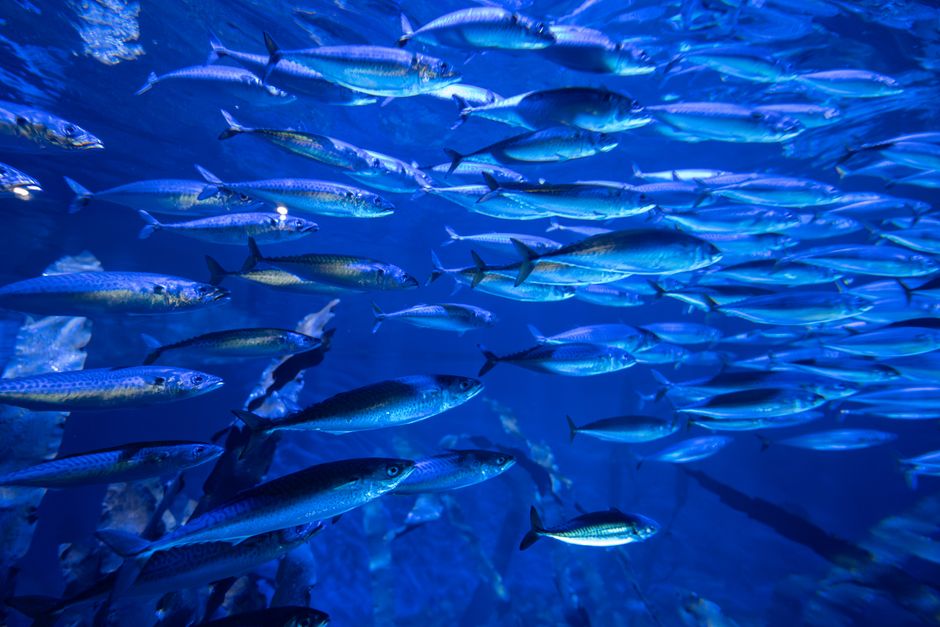 Vibrant underwater scene of a fish school in Valencia aquarium, Spain.